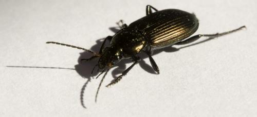 Poecilus cupreus