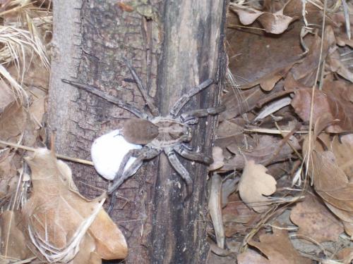 Hogna radiata