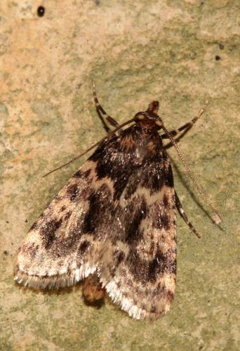Réf. 91 002 : Aglossa caprealis