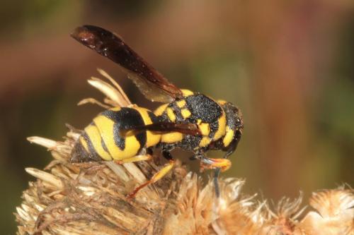 Parodontodynerus ephippium