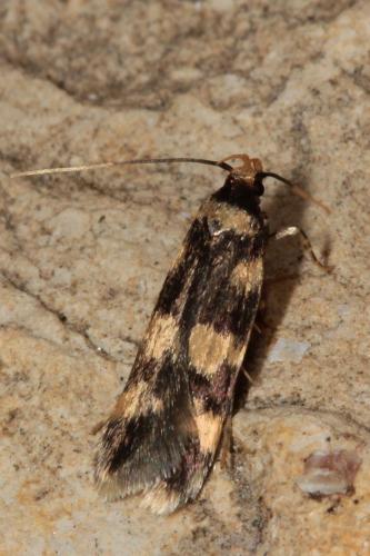 Oegoconia sp.