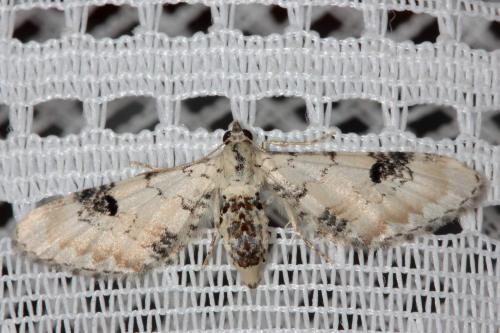Eupithecia centaureata