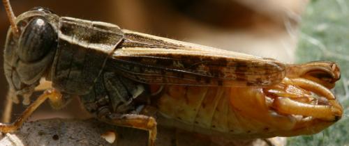 Calliptamus siciliae