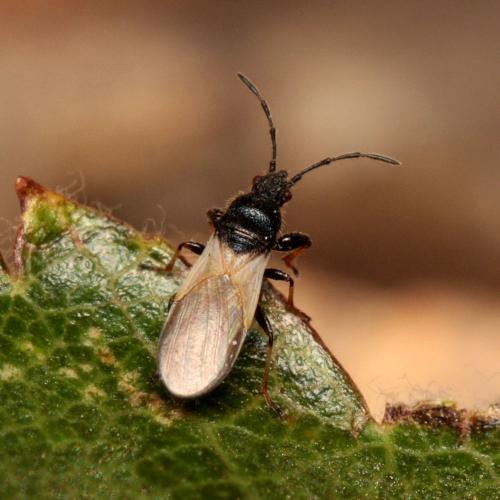 Réf. 91 973 : Brachyplax tenuis
