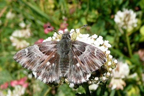 Carcharodus floccifera