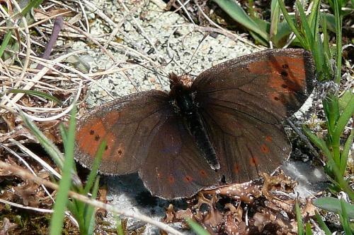 Erebia pandrose