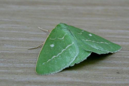 Réf. 91 320 : Thetidia smaragdaria