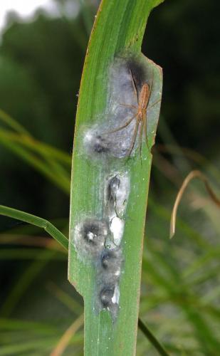 Tetragnatha striata