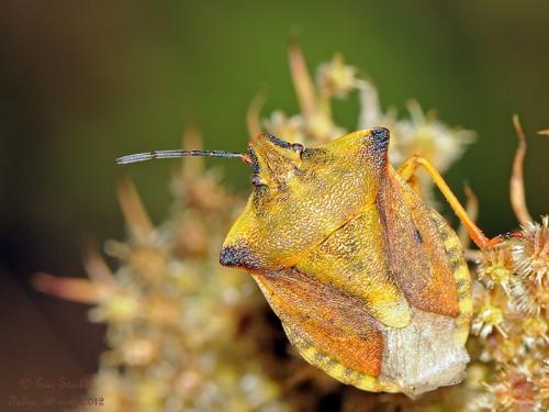 Réf. 91 085 : Carpocoris fuscispinus