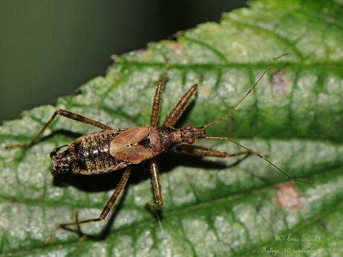 Réf. 91 817 : Himacerus apterus