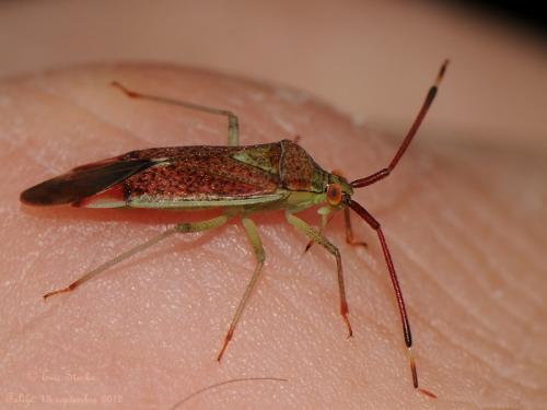 Pantilius tunicatus