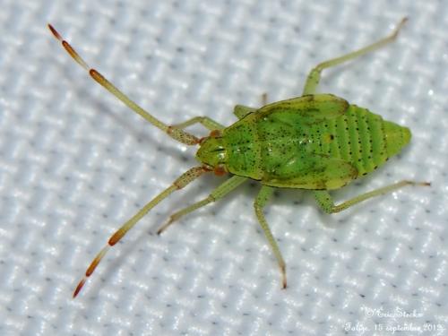 Pantilius tunicatus