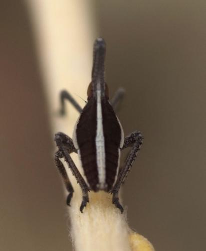 Almana longipes