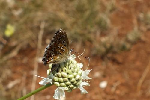 Polyommatus sp.