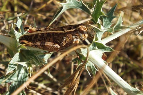 Calliptamus sp.