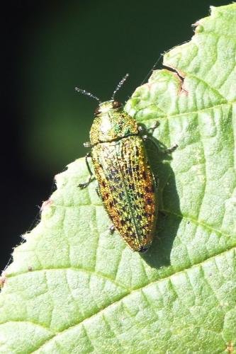 Réf. 91 369 : Lamprodila rutilans