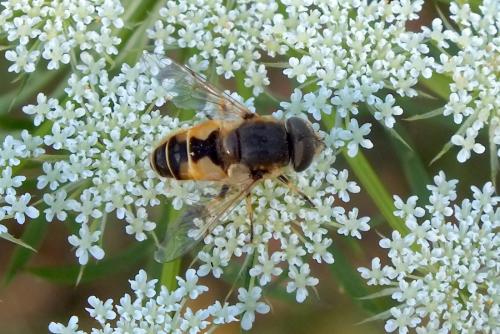 Eristalis arbustorum