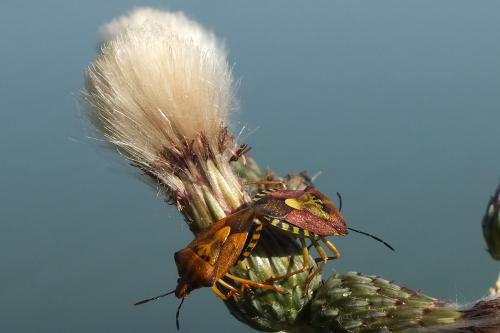 Carpocoris purpureipennis