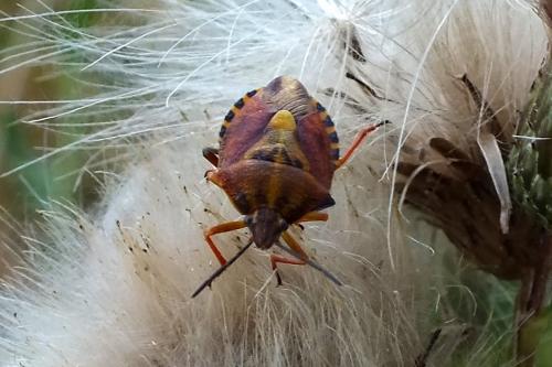 Carpocoris purpureipennis