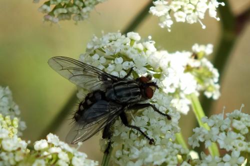 Sarcophaga sp.