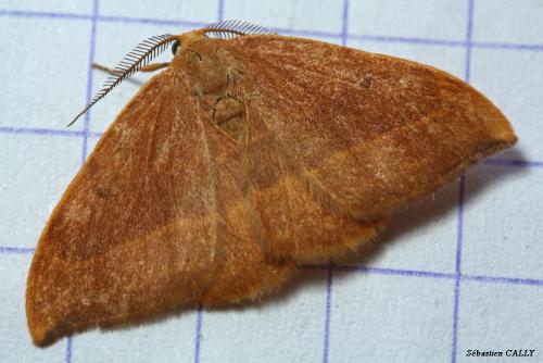 Watsonalla cultraria