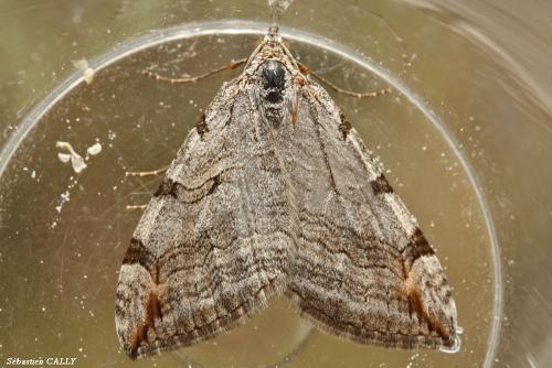 Réf. 91 987 : Aplocera plagiata
