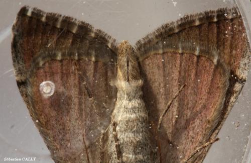 Réf. 91 988 : Aplocera plagiata