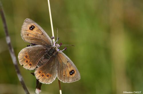 Réf. 91 947 : Erebia cassioides
