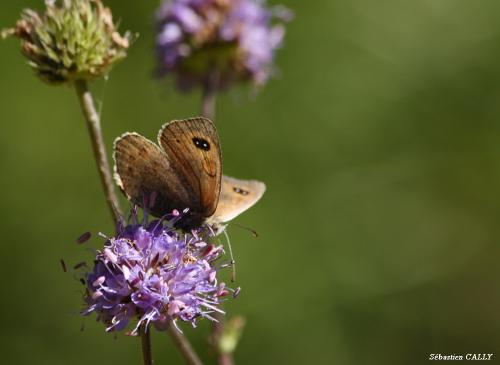Réf. 91 948 : Erebia cassioides