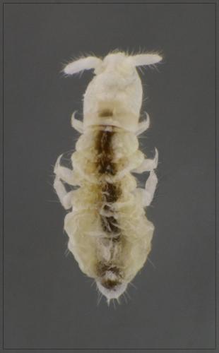 Onychiurinae
