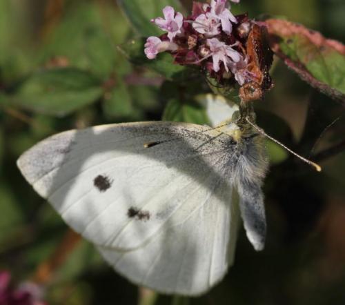 Phymata crassipes