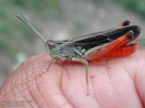Stenobothrus rubicundulus