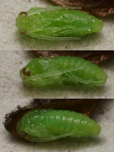 Réf. 91 266 : Stauronematus platycerus