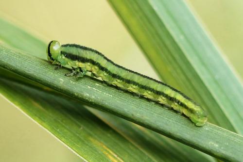 Gilpinia sp.