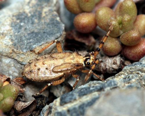 Loxocnemis dentator