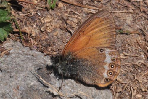Réf. 91 693 : Coenonympha gardetta darwiniana