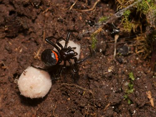 Steatoda paykulliana