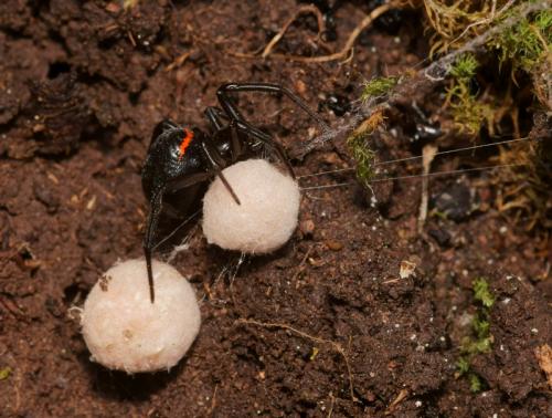 Steatoda paykulliana