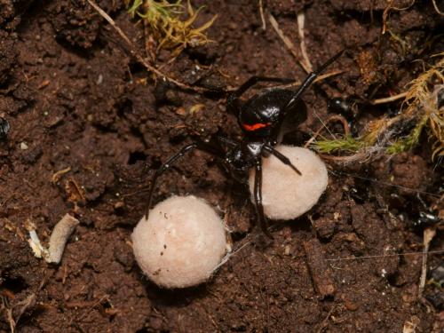 Steatoda paykulliana