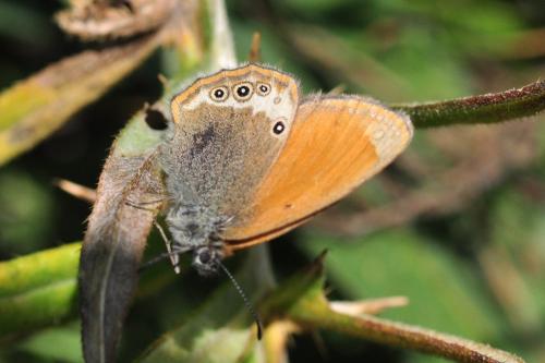 Réf. 91 694 : Coenonympha gardetta darwiniana