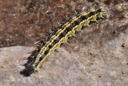 Aglais urticae