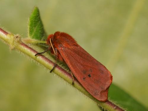 Phragmatobia fuliginosa