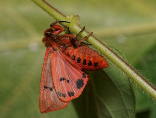 Phragmatobia fuliginosa
