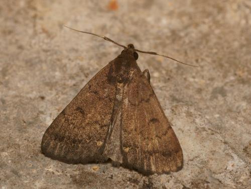 Nodaria nodosalis