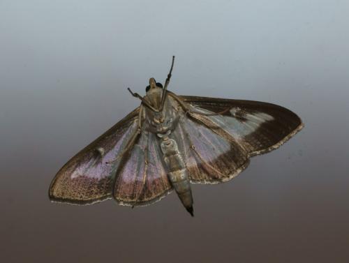 Cydalima perspectalis