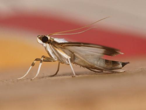Cydalima perspectalis