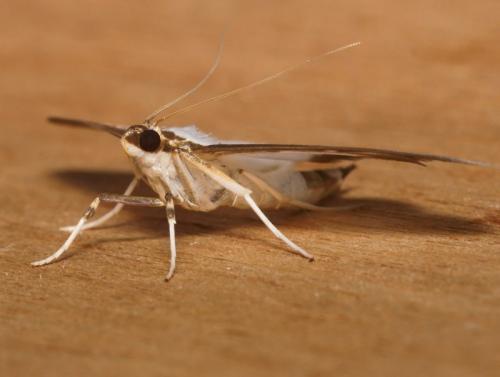 Cydalima perspectalis