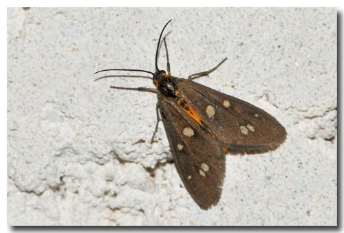 Réf. 91 773 : Dysauxes punctata