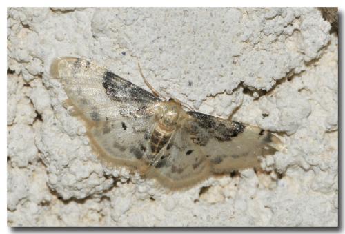 Idaea filicata
