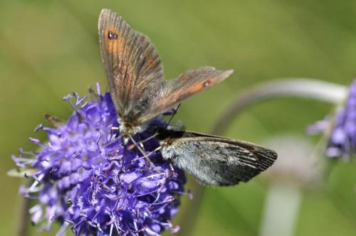 Erebia sp.